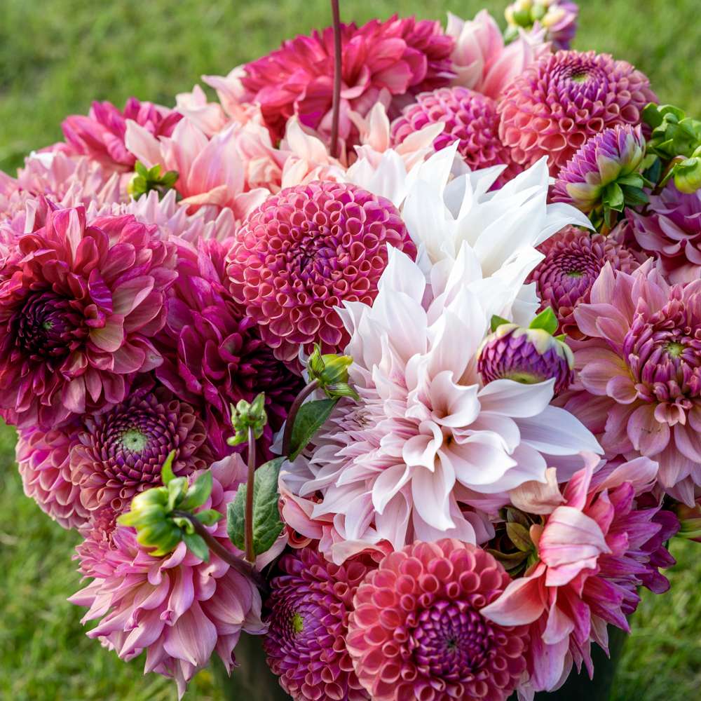 Dahliamix 'Dusty Rose'